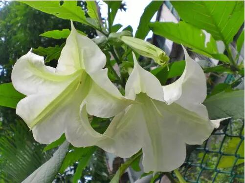 花兒雖美,引入室內需謹慎