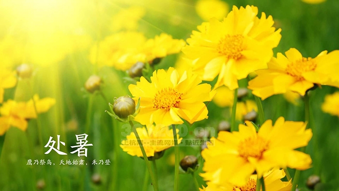 今日處暑,漸入秋境。